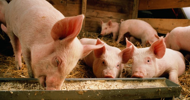 As bird flu spread continues, why the recent jump to pigs raises worries – National | Globalnews.ca