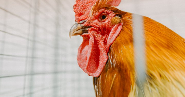 Possible bird flu infection found in California child, health officials say – National | Globalnews.ca