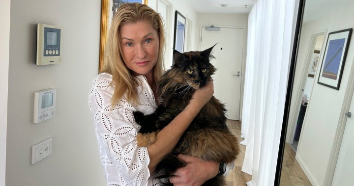 Mittens the cat becomes frequent flyer after being overlooked in cargo hold – National | Globalnews.ca