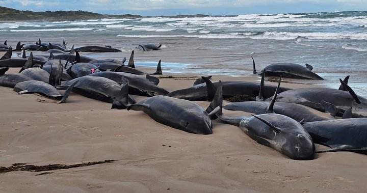 Dozens of false killer whales stranded on Australian beach to be euthanized – National | Globalnews.ca