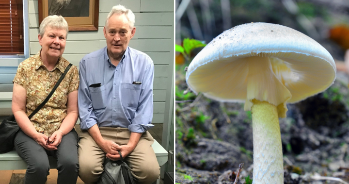 Sole survivor from toxic mushroom-laced meal testifies at murder trial – National | Globalnews.ca