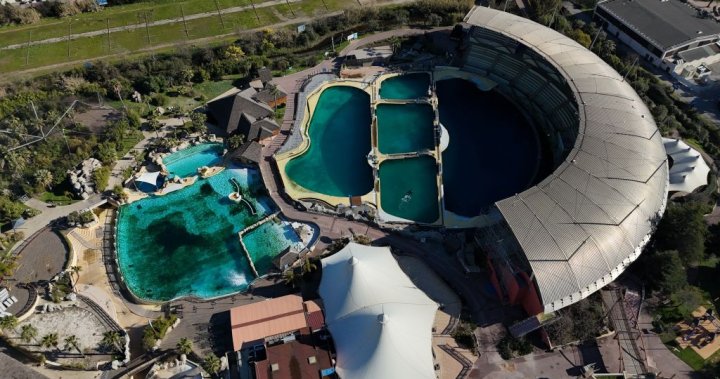 Stranded orcas, dolphins left in rotting tanks in closed French marine park  | Globalnews.ca