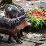 Happy Birthday, Moo Deng: The world’s beloved pygmy hippo turns 1 – National | Globalnews.ca