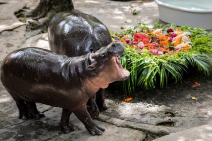 Happy Birthday, Moo Deng: The world’s beloved pygmy hippo turns 1 – National | Globalnews.ca
