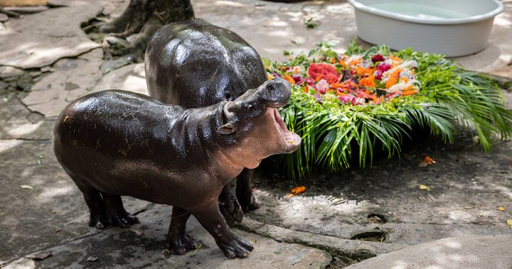 Happy Birthday, Moo Deng: The world’s beloved pygmy hippo turns 1 – National | Globalnews.ca
