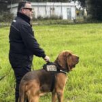 Italy’s heroic police bloodhound found dead after eating food laced with nails – National | Globalnews.ca