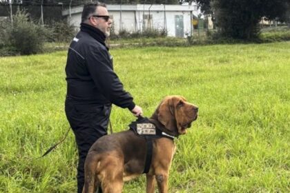 Italy’s heroic police bloodhound found dead after eating food laced with nails – National | Globalnews.ca