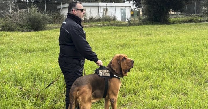 Italy’s heroic police bloodhound found dead after eating food laced with nails – National | Globalnews.ca