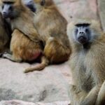 Outrage after German zoo shoots baboons, feeds them to predators during cull – National | Globalnews.ca