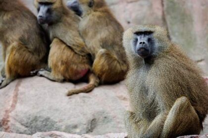 Outrage after German zoo shoots baboons, feeds them to predators during cull – National | Globalnews.ca