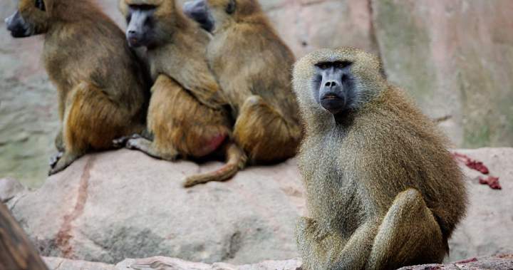 Outrage after German zoo shoots baboons, feeds them to predators during cull – National | Globalnews.ca