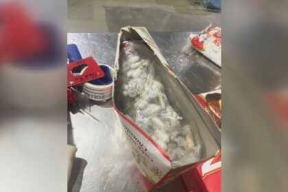 Over 1,400 tarantulas found hidden in cake boxes in German smuggling bust – National | Globalnews.ca