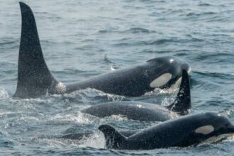 Sailors rescued after orca pod rams into yacht off Spain’s coast – National | Globalnews.ca