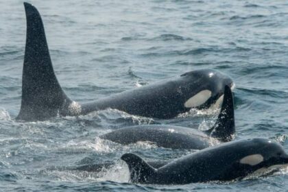 Sailors rescued after orca pod rams into yacht off Spain’s coast – National | Globalnews.ca