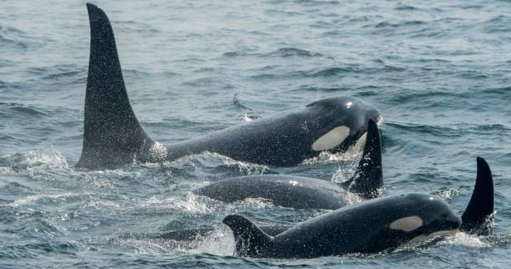 Sailors rescued after orca pod rams into yacht off Spain’s coast – National | Globalnews.ca
