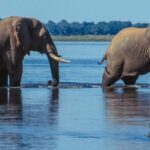 U.K., N.Z. tourists killed by elephant in Zambia during walking safari – National | Globalnews.ca