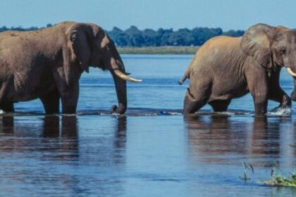 U.K., N.Z. tourists killed by elephant in Zambia during walking safari – National | Globalnews.ca