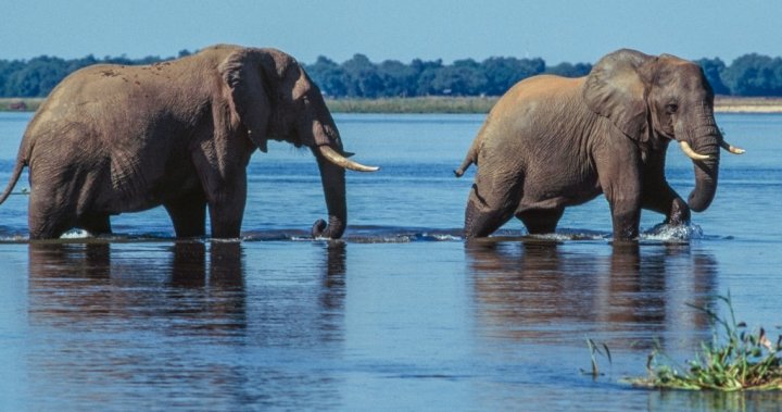 U.K., N.Z. tourists killed by elephant in Zambia during walking safari – National | Globalnews.ca