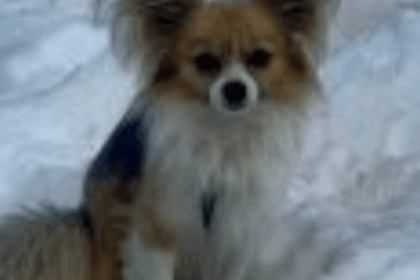‘A four-legged hero’: Chihuahua helps rescue owner who fell into glacier – National | Globalnews.ca