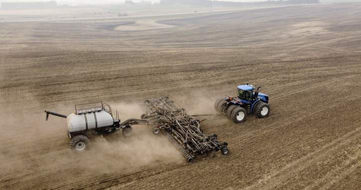 China adds ‘additional pressure’ with new tariffs on Canadian canola – National | Globalnews.ca