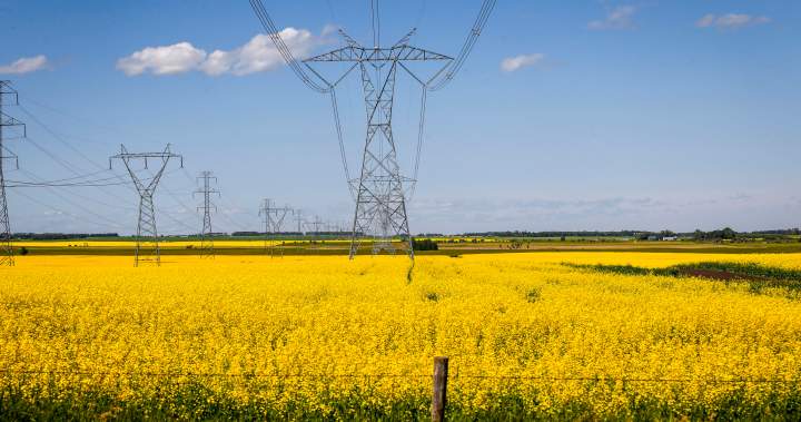 China’s new tariff on Canadian canola takes effect as farmers urge action – National | Globalnews.ca