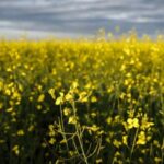Feds meet with canola industry groups amid new China anti-dumping tariff – National | Globalnews.ca