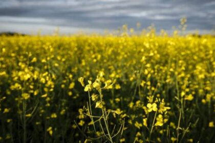 Feds meet with canola industry groups amid new China anti-dumping tariff – National | Globalnews.ca