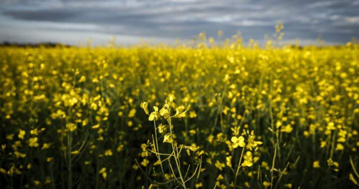 Feds meet with canola industry groups amid new China anti-dumping tariff – National | Globalnews.ca