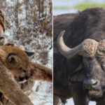 Texas trophy hunter killed by buffalo he was stalking in South Africa – National | Globalnews.ca