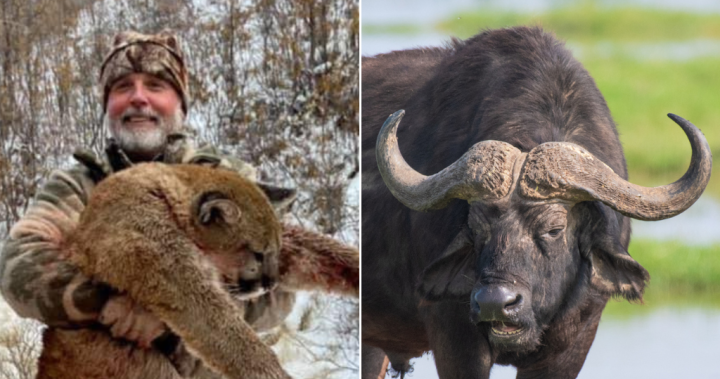 Texas trophy hunter killed by buffalo he was stalking in South Africa – National | Globalnews.ca